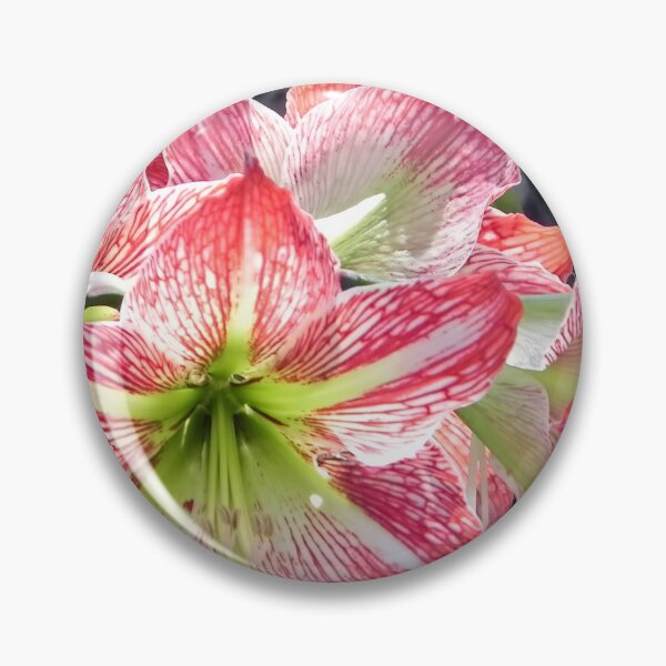 Item preview, Radiant Stripes: Red and White Amaryllis Blooms in Concert designed and sold by JaneFlowersAfrica.