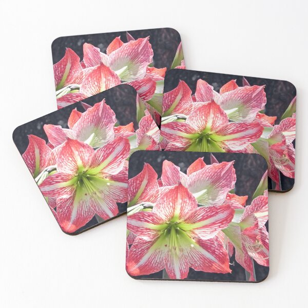 Item preview, Radiant Stripes: Red and White Amaryllis Blooms in Concert designed and sold by JaneFlowersAfrica.