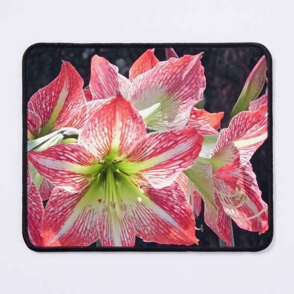 Item preview, Radiant Stripes: Red and White Amaryllis Blooms in Concert designed and sold by JaneFlowersAfrica.