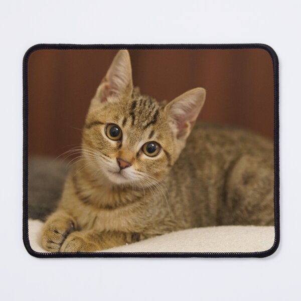 Item preview, Super cute tabby kitten designed and sold by マロンズ アトリエ.