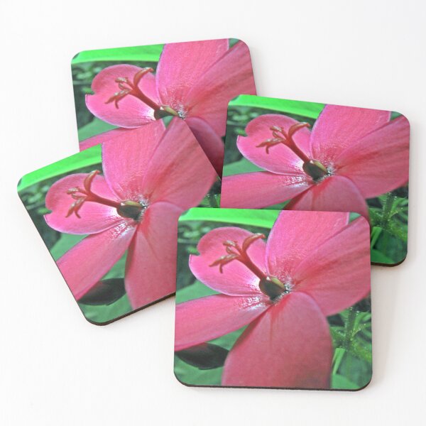 Item preview, Crimson Star: The Spicy Jatropha in Bloom designed and sold by JaneFlowersAfrica.