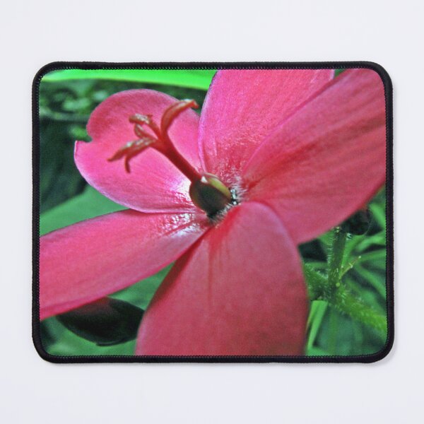 Item preview, Crimson Star: The Spicy Jatropha in Bloom designed and sold by JaneFlowersAfrica.