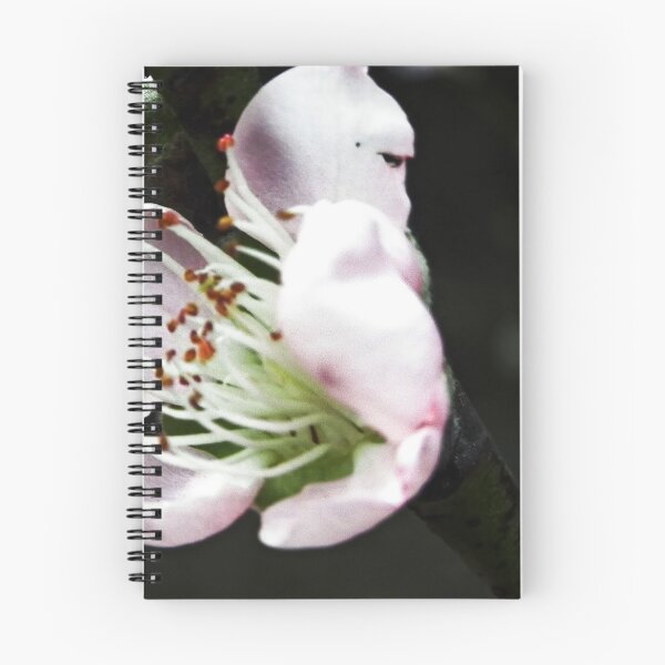 Item preview, Ethereal Spring: A Pale Peach Blossom Study designed and sold by JaneFlowersAfrica.