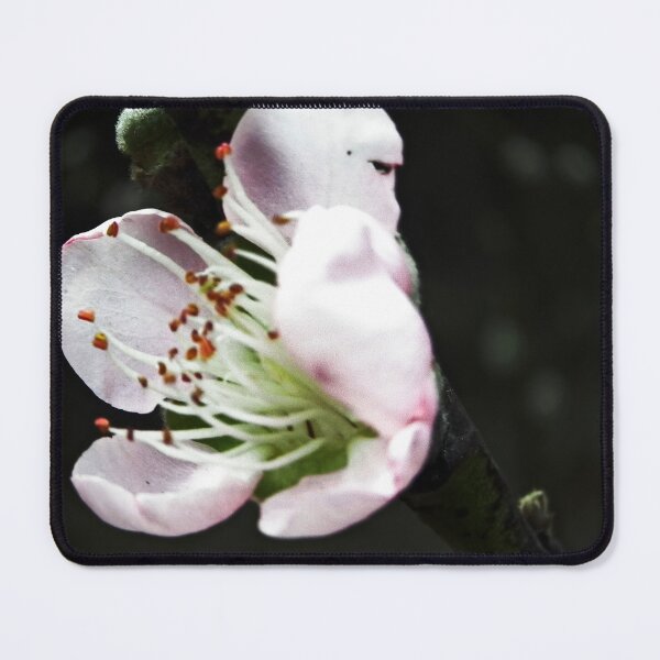 Item preview, Ethereal Spring: A Pale Peach Blossom Study designed and sold by JaneFlowersAfrica.