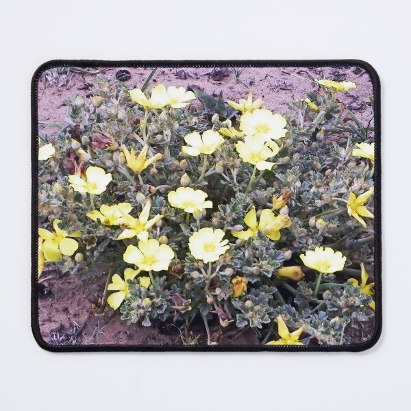 Item preview, Vibrant Yellow Wildflowers Blooming in the Sandy Soil of Southern Africa designed and sold by JaneFlowersAfrica.