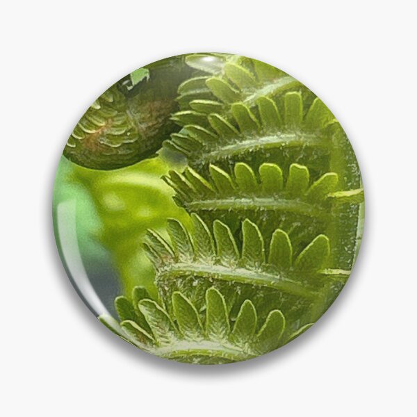 Item preview, The Fiddlehead  designed and sold by BlindEye1.