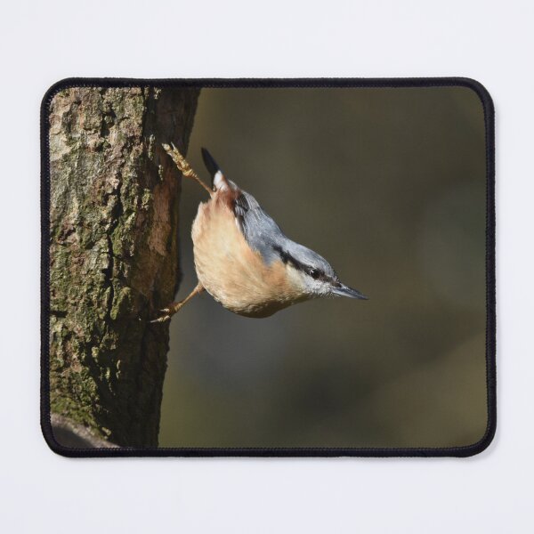 Item preview, Eurasian Nuthatch Descending Tree Trunk With Food designed and sold by Shanguai.
