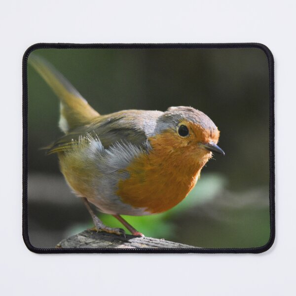 Item preview, European Robin Perched on a Mossy Woodland Log designed and sold by Shanguai.