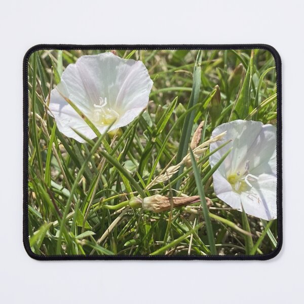 Item preview, Two Field Bindweeds designed and sold by Mychaila's Creations.