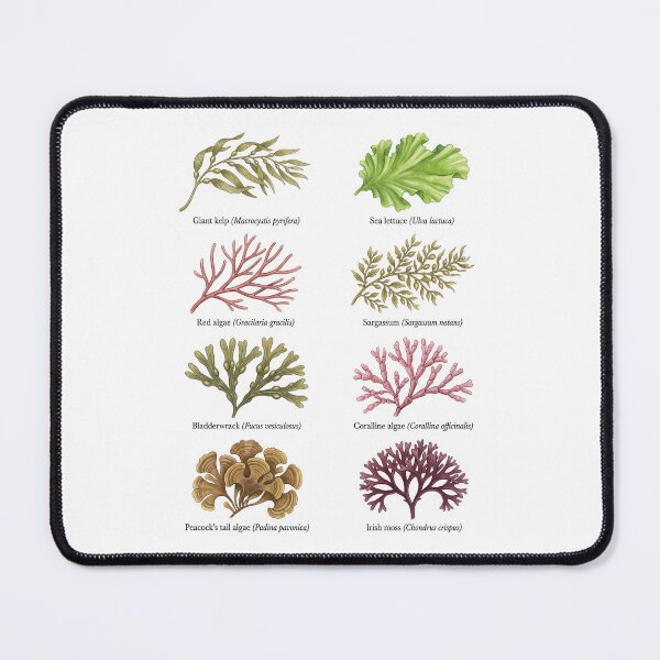 Item preview, Marine Algae and Seaweed designed and sold by ArunDandiboina.