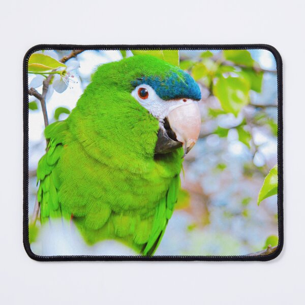 Item preview, Noble Macaw designed and sold by Carissariley.