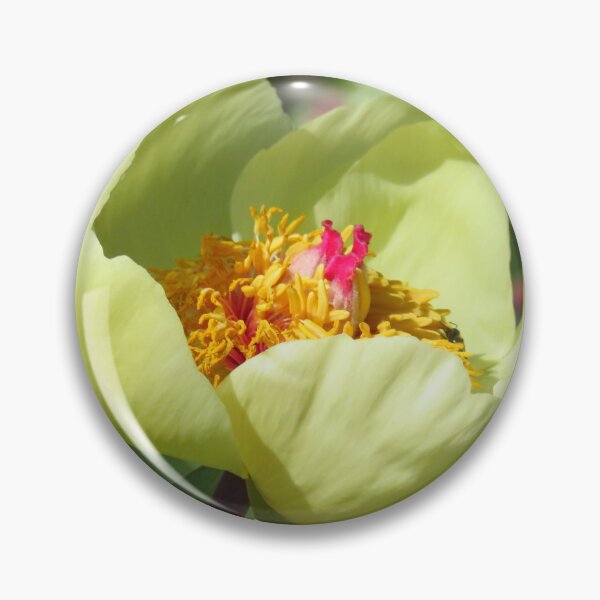 Item preview, Sheer Beauty - A Primrose Yellow Paeonia designed and sold by wiggyofipswich.