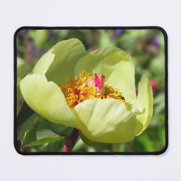 Item preview, Sheer Beauty - A Primrose Yellow Paeonia designed and sold by wiggyofipswich.