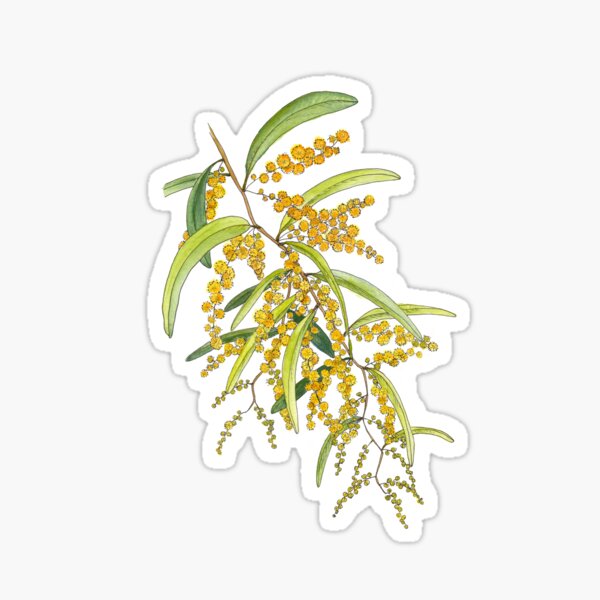 Item preview, Australian Wattle Flower, Illustration designed and sold by JRoseDesign.