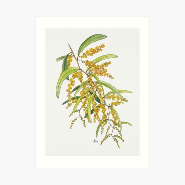 Australian Wattle Flower Illustration Art Print For Sale By Australian Wattle Flower Illustration Art Print For Sale By
