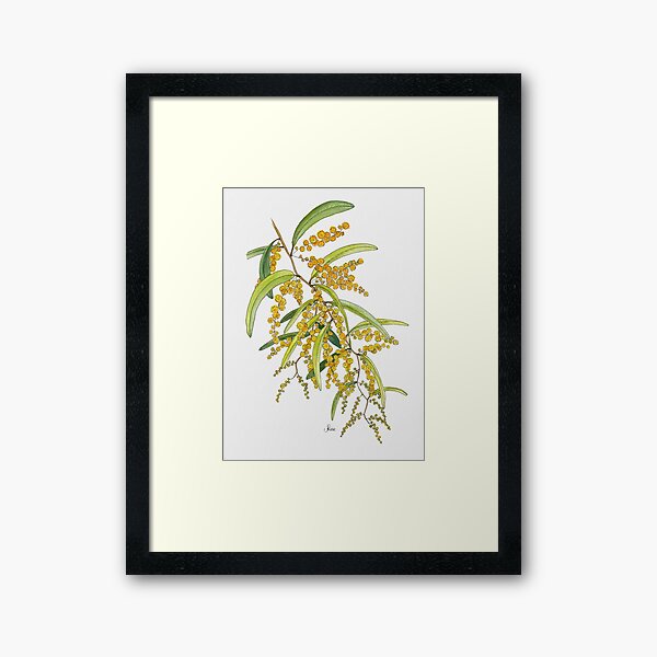 Australian Wattle Flower, Illustration Framed Art Print