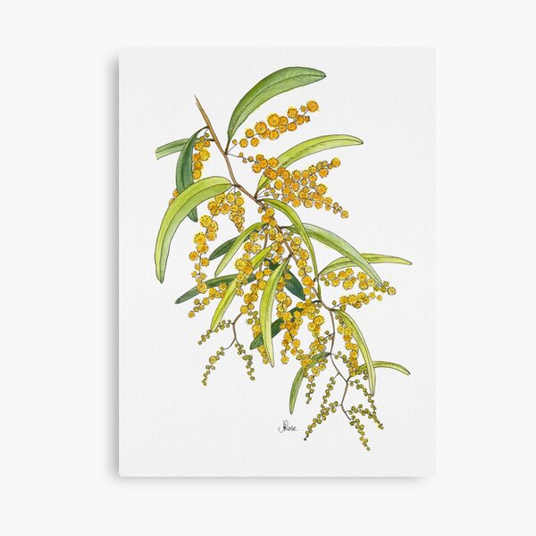 Australian Wattle Flower, Illustration Canvas Print