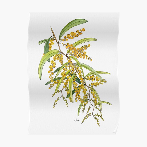 Australian Wattle Flower, Illustration Poster