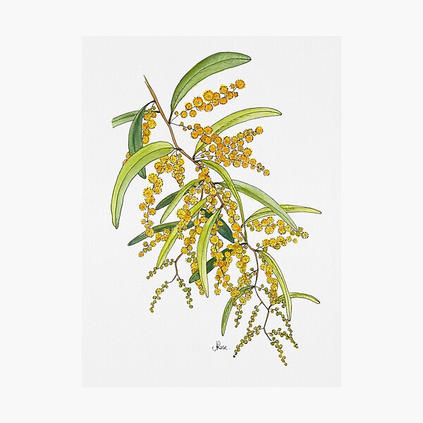 Australian Wattle Flower, Illustration Photographic Print