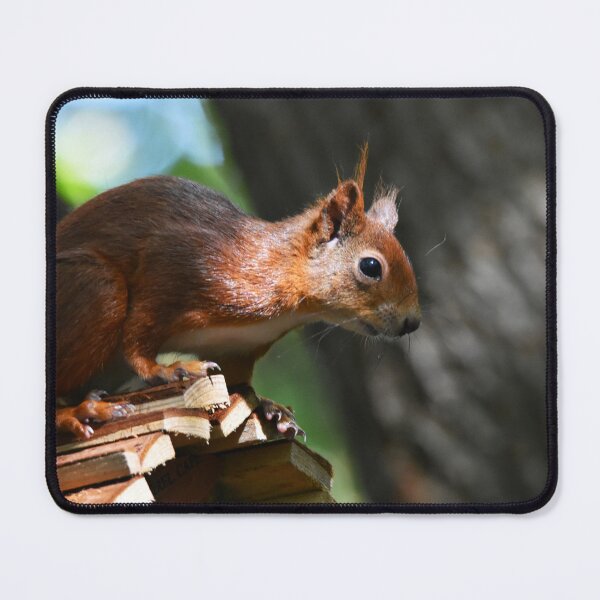 Item preview, Red Squirrel Perched Alertly on a Wooden Feeder designed and sold by Shanguai.