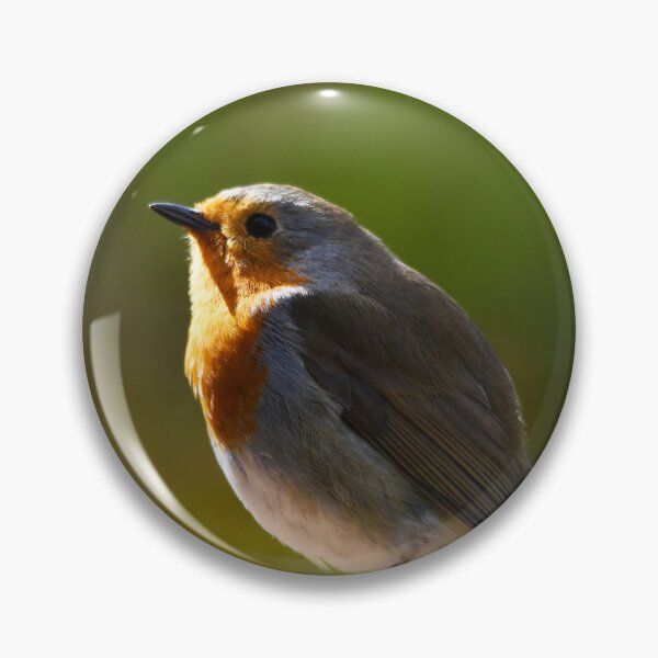 Item preview, European Robin Glowing in Warm Golden Evening Light designed and sold by Shanguai.