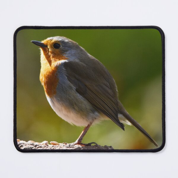 Item preview, European Robin Glowing in Warm Golden Evening Light designed and sold by Shanguai.