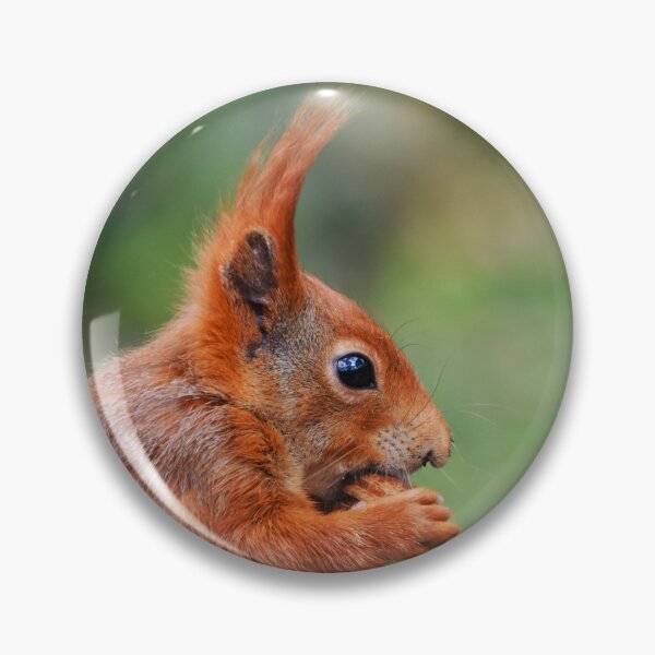 Item preview, Red Squirrel Close-Up Portrait Nibbling a Nut designed and sold by Shanguai.