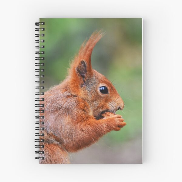 Item preview, Red Squirrel Close-Up Portrait Nibbling a Nut designed and sold by Shanguai.