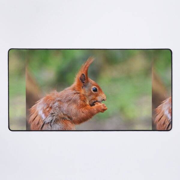 Item preview, Red Squirrel Close-Up Portrait Nibbling a Nut designed and sold by Shanguai.