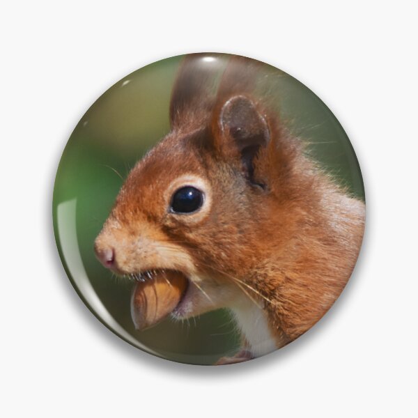 Item preview, Red Squirrel Standing Upright Carrying a Nut designed and sold by Shanguai.