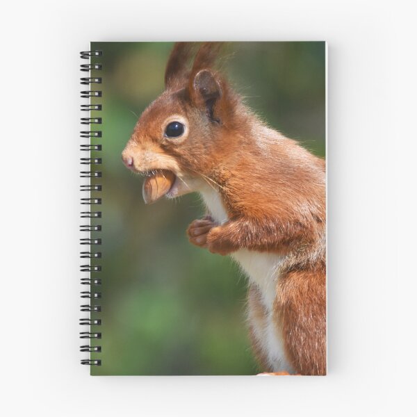 Item preview, Red Squirrel Standing Upright Carrying a Nut designed and sold by Shanguai.