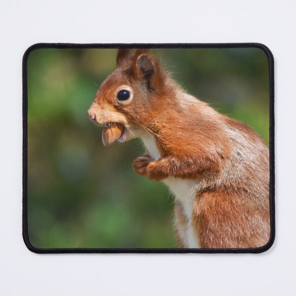 Item preview, Red Squirrel Standing Upright Carrying a Nut designed and sold by Shanguai.
