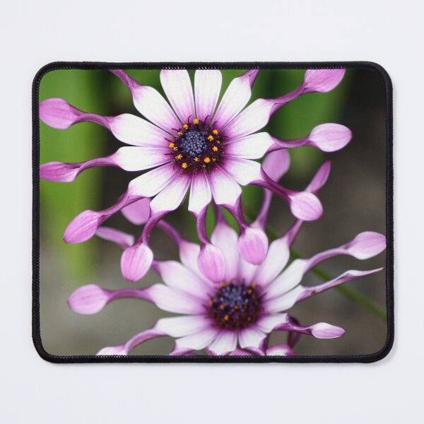 Item preview, daisy chain designed and sold by Murph's Images.