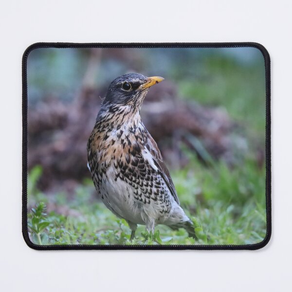 Item preview, Portrait of a fieldfare bird in a spring meadow. designed and sold by NaturePhotography.