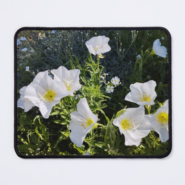 Item preview, Oenothera Tetraptera – White Evening Primrose Close-Up designed and sold by inspiration3.