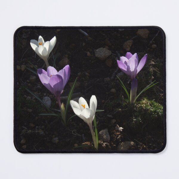 Item preview, Crocuses designed and sold by Carina Jern.