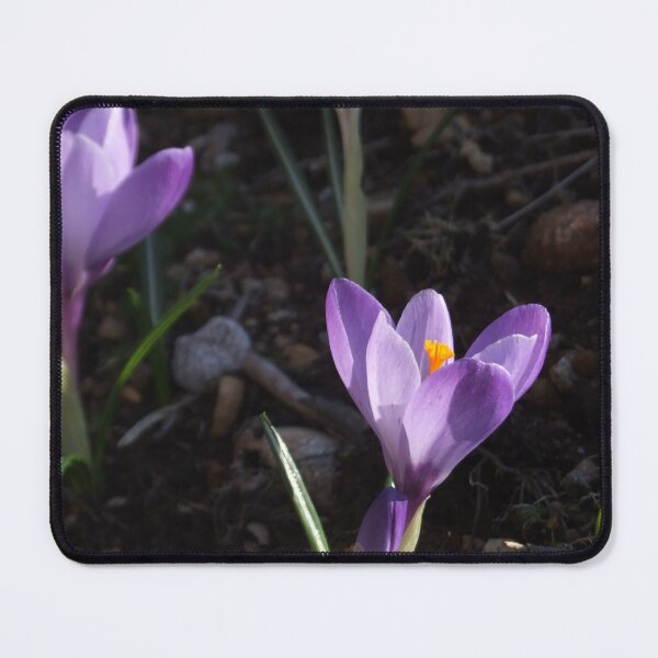 Item preview, Crocuses designed and sold by Carina Jern.