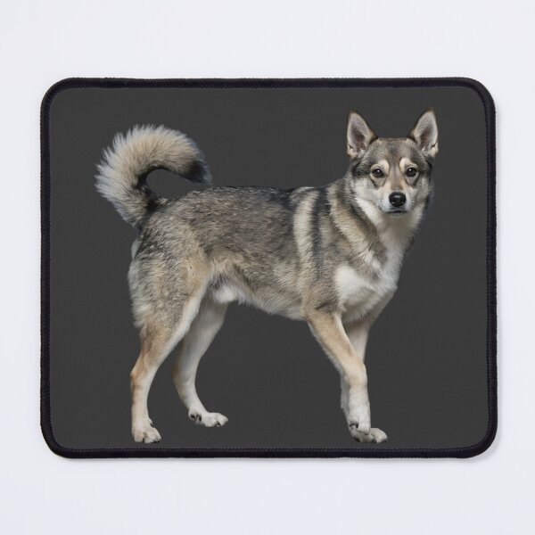 Item preview, Adaptive Veil Portrait Norwegian Lundehund Dog Minimal Realistic Rare Breed Design designed and sold by ArtivaNest.