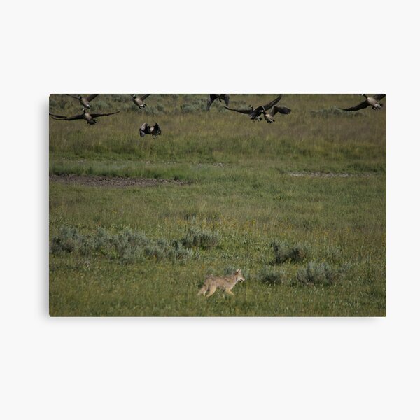 Free to fly Canvas Print