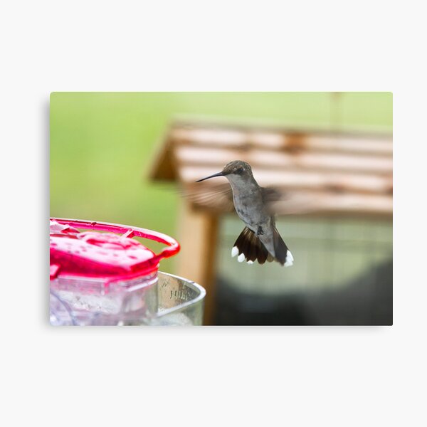 Catch Me If You Can! Metal Print