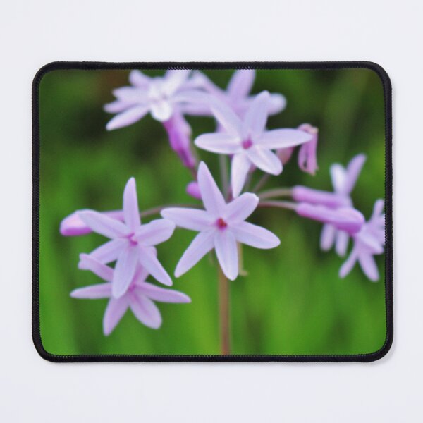 Item preview, Society Garlic Flowers designed and sold by Cynthia48.