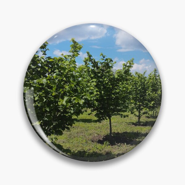 Item preview, Hazelnut orchard in spring, Dobrudzha, Bulgaria designed and sold by inspiration3.