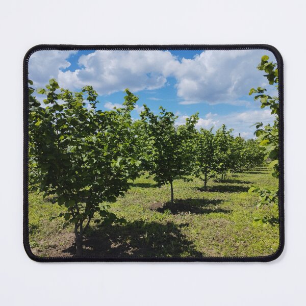 Item preview, Hazelnut orchard in spring, Dobrudzha, Bulgaria designed and sold by inspiration3.