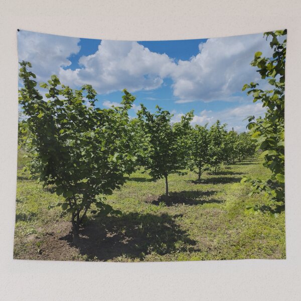 Item preview, Hazelnut orchard in spring, Dobrudzha, Bulgaria designed and sold by inspiration3.