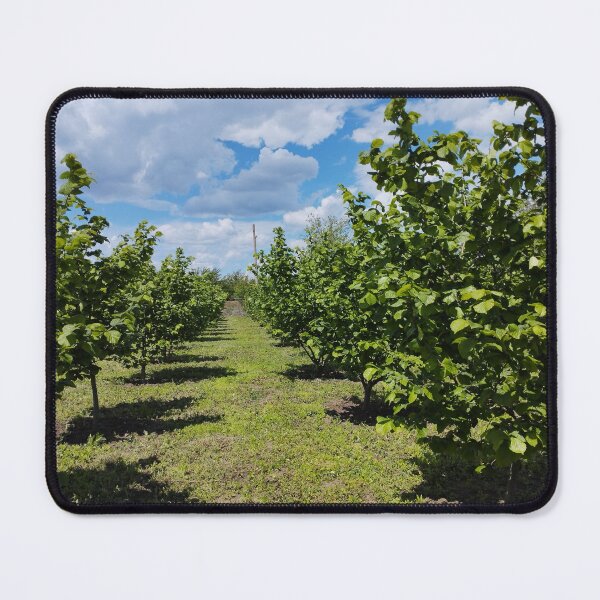 Item preview, Hazelnut orchard in spring, Dobrudzha, Bulgaria designed and sold by inspiration3.