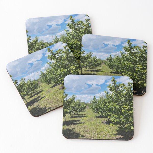 Item preview, Hazelnut orchard in spring, Dobrudzha, Bulgaria designed and sold by inspiration3.