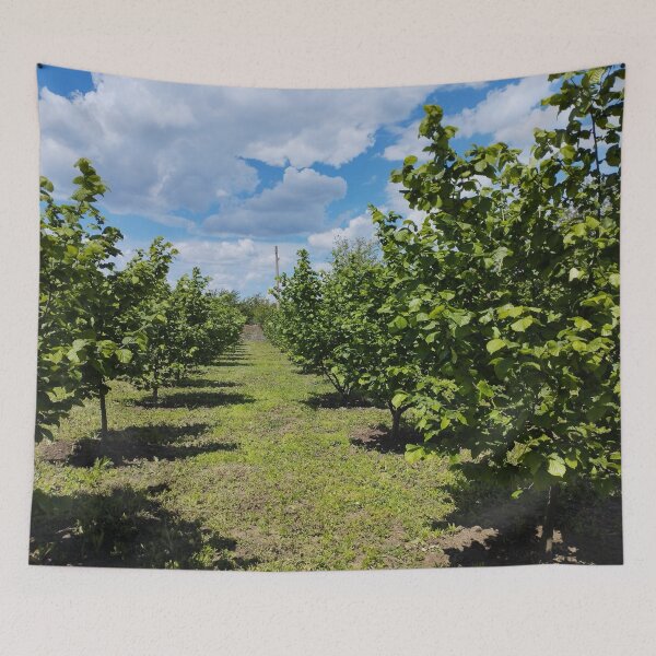 Item preview, Hazelnut orchard in spring, Dobrudzha, Bulgaria designed and sold by inspiration3.