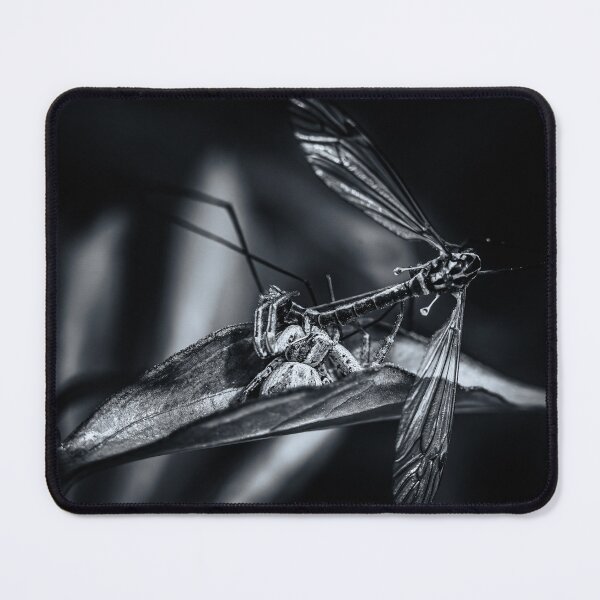 Item preview, Dead of Night — Spider and Crane Fly in Black and White designed and sold by Rabee Khalil Photography.