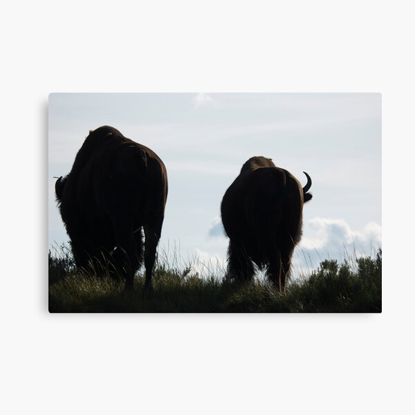 Night Fall Canvas Print