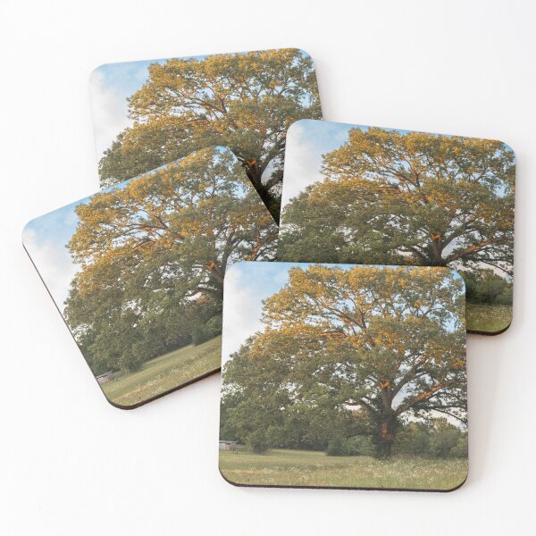 Item preview, Golden hour light on the tree designed and sold by AlanJayPhotos.